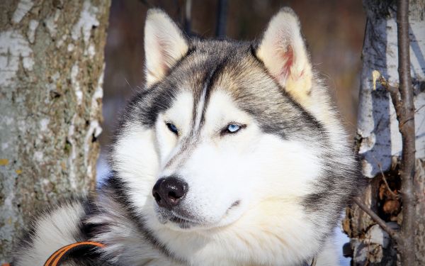 dyr,natur,hund,ulv,Siberian Husky,Alaskan Malamute