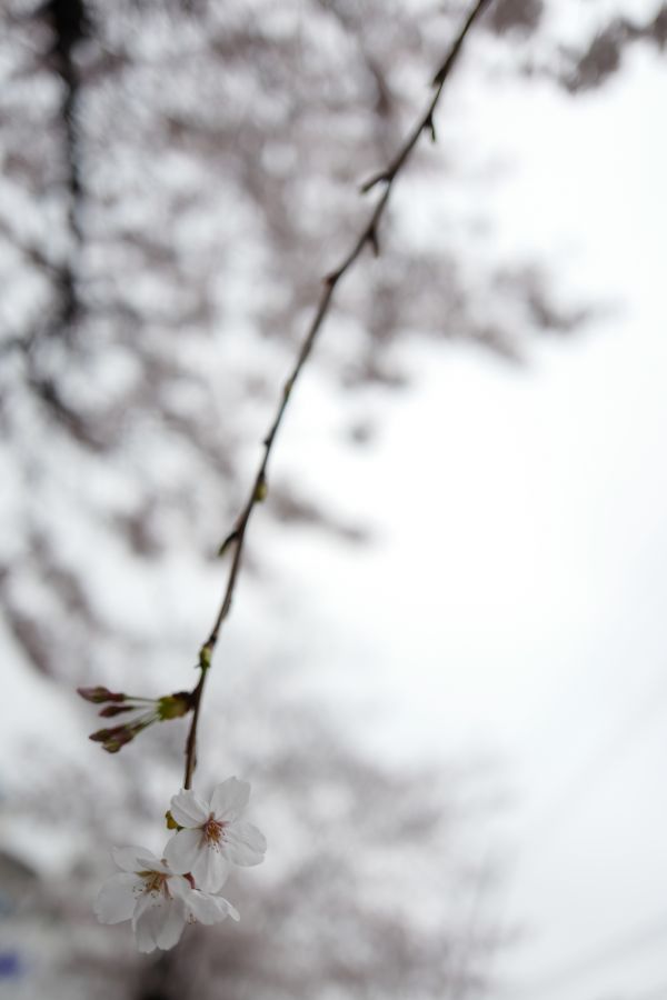 Japon,branche,blanc,Monochrome,neige,hiver