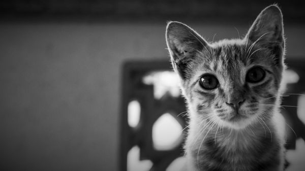 blanc, noir, chat, animaux, Monochrome, la photographie