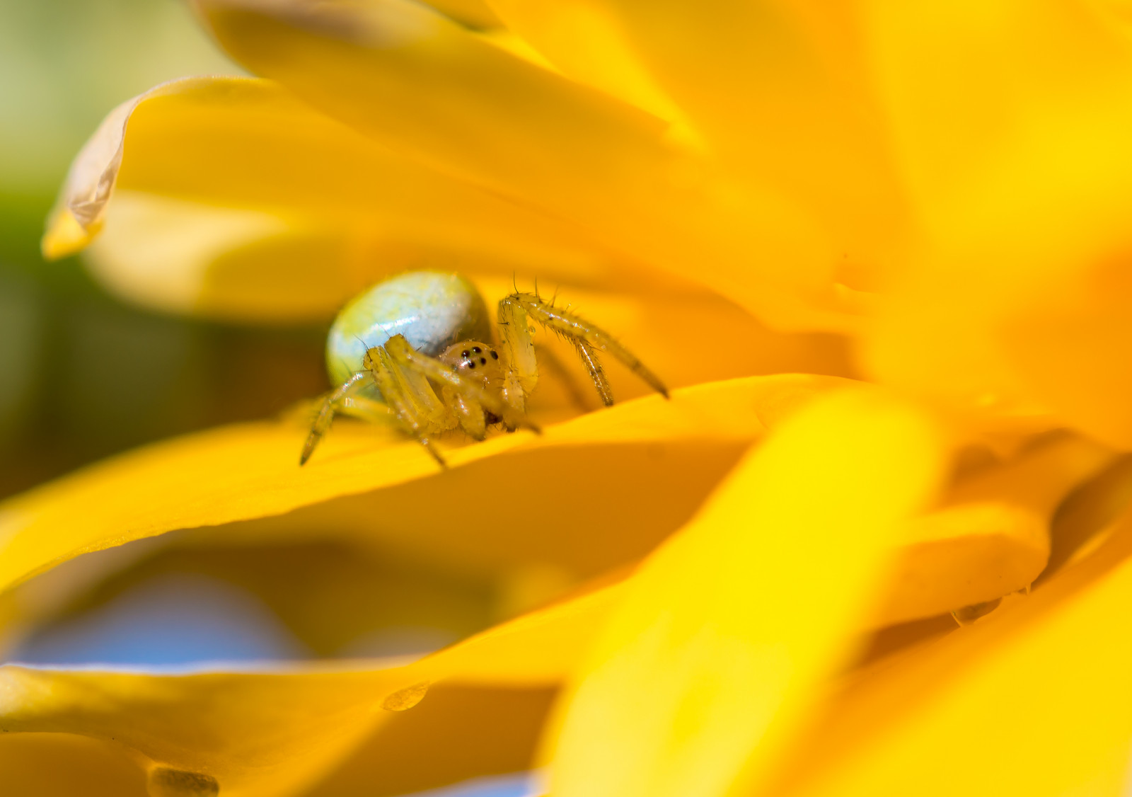 oči, nohy, fotografovanie, makro, hmyz, zelená, žltá, Modrá, nikon, peľ, kvet, pavúk, podrobnosti, včela, kvetina, Zavrieť, hore, rastlina, micro, flóra, makro, detail, gr n, okvetné lístok, 60mm, augen, Auge, chĺpky, fauna, D800, blau, Beine, gelb, Haare, bl te, pflanze, zväčšenie, makro fotografie, bezstavovce, membrána okrídlený hmyz, nektár, včela medonosná, Spinne, Remo, bivetti, kewlscrn