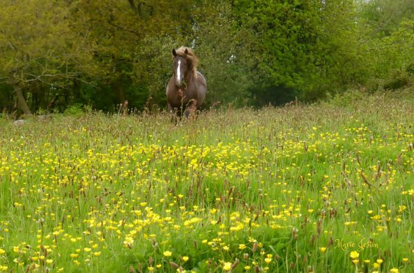 Frankrig,dyr,bretagne,chevalbreton,chevaux,Bretagne