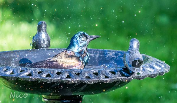 albastru,vară,pasăre,baie,în aer liber,Grackle