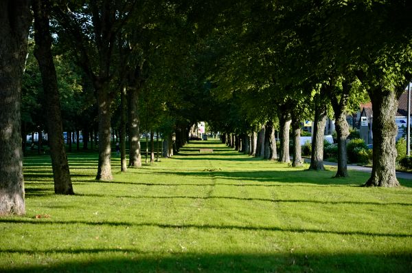 park,drzewa,trawa,Zielony,fotografia,odchodzi