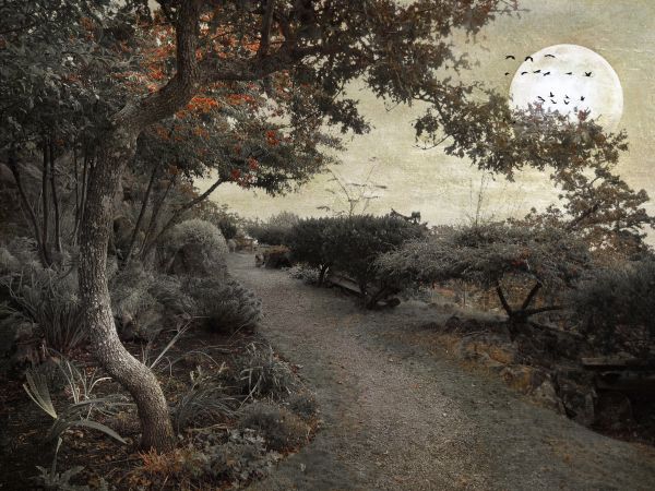 invierno,rama,Luna,bosque,jardín,naturaleza