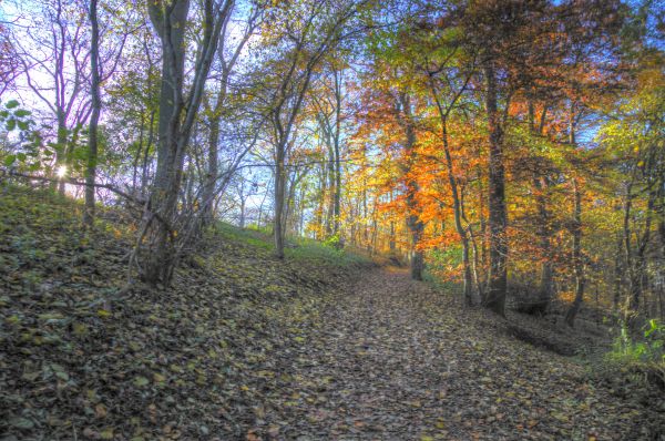 sunlight,landscape,forest,sunset,hill,nature