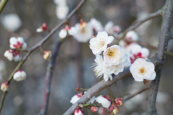 Japon,aliments,branche,fleur de cerisier,fleur,printemps