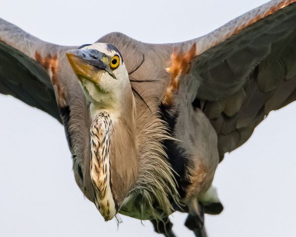 uccelli, natura, all'aperto, natura, uccello rapace, becco