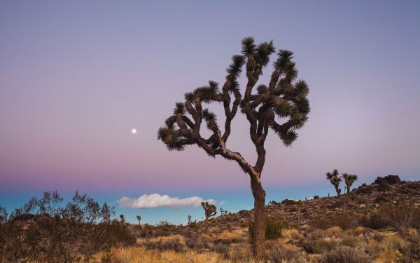 1920x1200 px,clouds,desert,bush,fields,grass