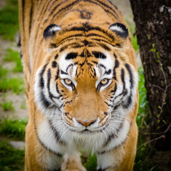 anlegg,sibirske tigeren,bengal tiger,øye,tiger,felidae