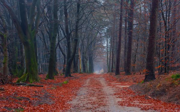 plante,feuille,Natural landscape,bois,arbre,tronc