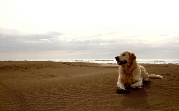 céu,cachorro,Labrador,panorama,areia,de praia