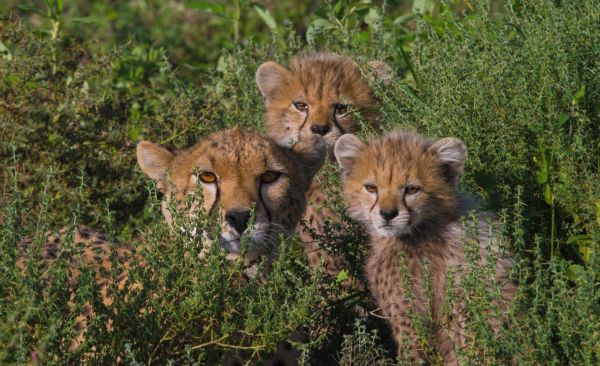 groß,Katzen,Gepard,1920x1174 px,Baby,Cub