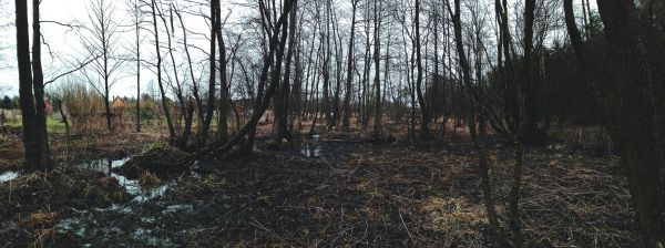 döda träd,skog,landskap,löv,mossa,6336x2368 px