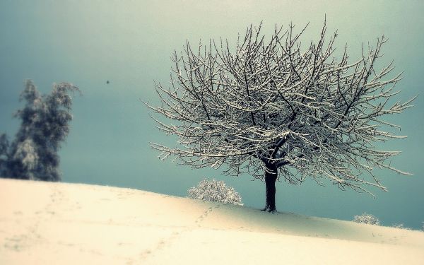 landscape,nature,winter,morning,snow,branch