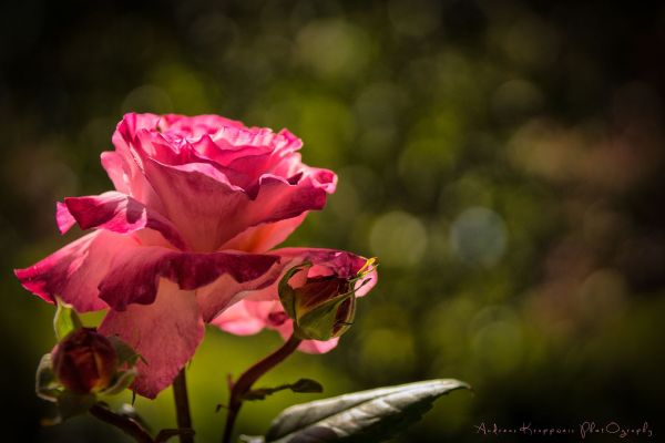 1920x1282 px,Bokeh,Brotes,flor,macro,Pétalos