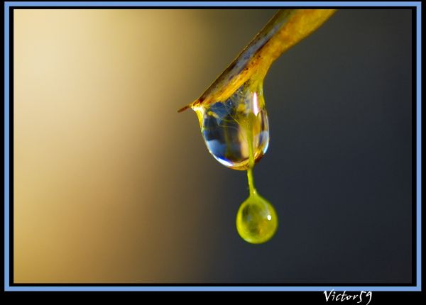 natureza, jardim, Itália, agua, reflexão, chuva