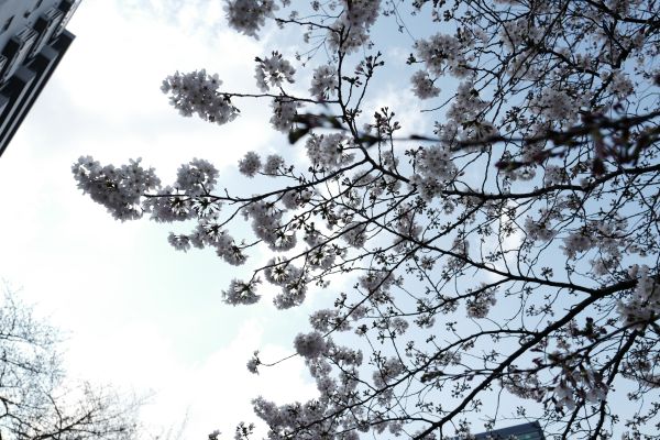 Japon,neige,hiver,branche,fleur de cerisier,fleur