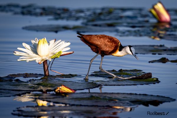 Rodi Almog,Tiere,Vögel,Blumen,See,Wasserlilien