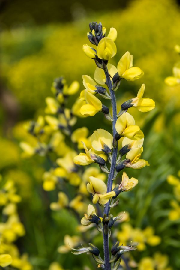 amarelo, flor, plantar, flora, Blomma, Colza