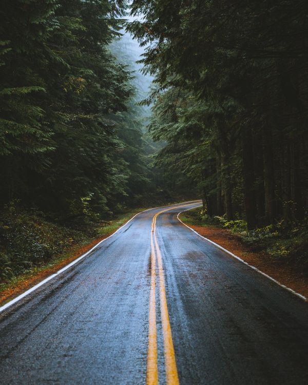 planta,Iluminación automotriz,superficie de la carretera,cielo,árbol,Natural landscape