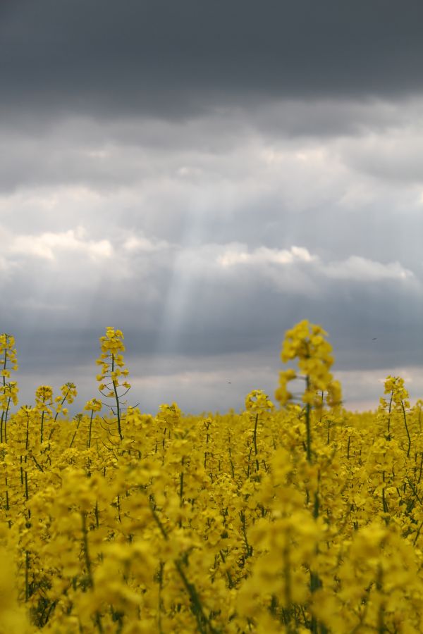 lumière du soleil, la nature, champ, jaune, aliments, ciel