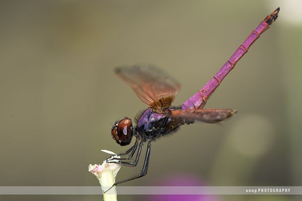 Vĩ mô, Côn trùng, cánh, nhiếp ảnh, chi nhánh, Nikon