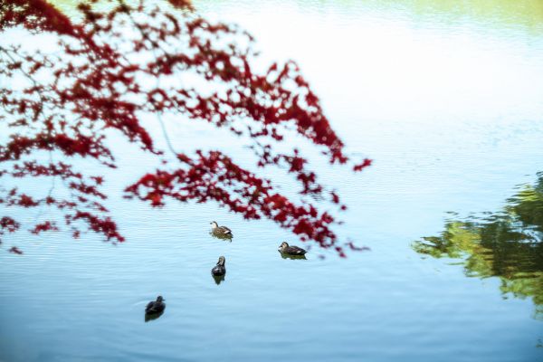 Leica,japan,DOF,bokeh,Anka,85mm