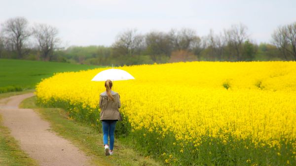 campo,paisaje,la carretera,gente,mujer,paraguas