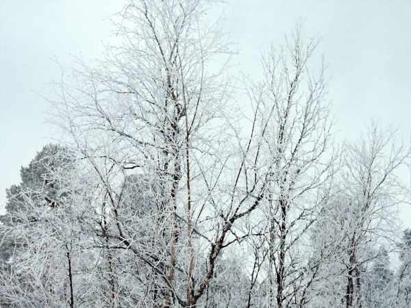 树木,天空,雪,冬季,科,霜