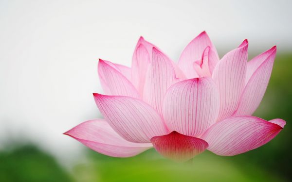 2560x1600 px,blomst,hage,hd,lilje,Lotus