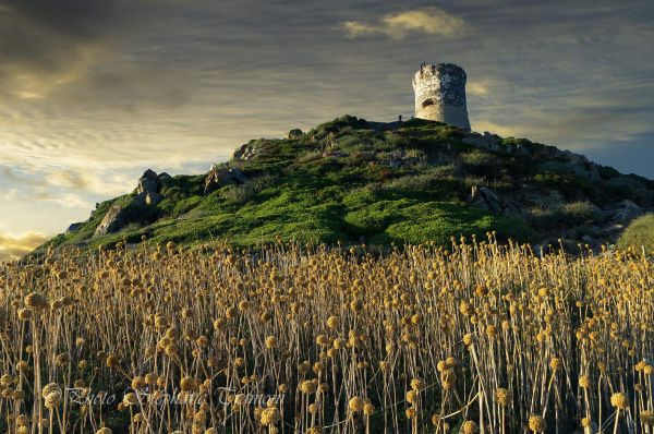 paisaje,Francia,torre,Torre,gira,Corse