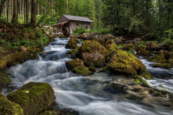 water,plant,water resources,ecoregion,tree,fluvial landforms of streams