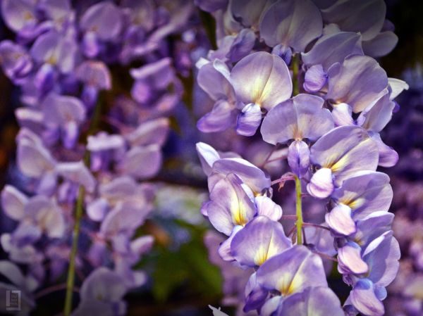 fiori, fiore, macro, natura, avvicinamento, fotografia