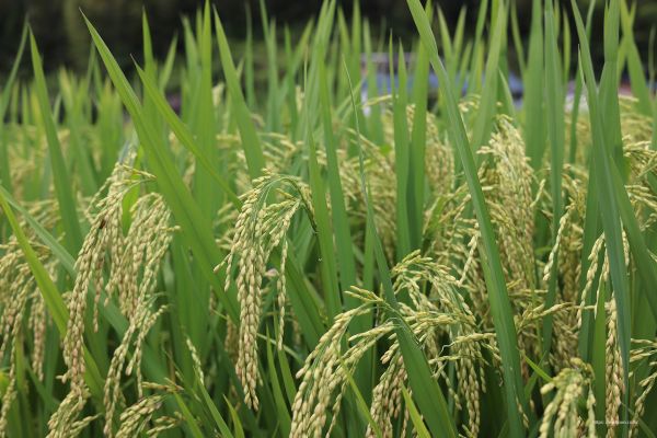 planta,flor,terrestrial plant,arroz,vegetación,agricultura