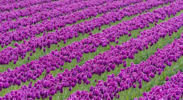 Flores,Tulipanes,campo,púrpura,lavanda,flor