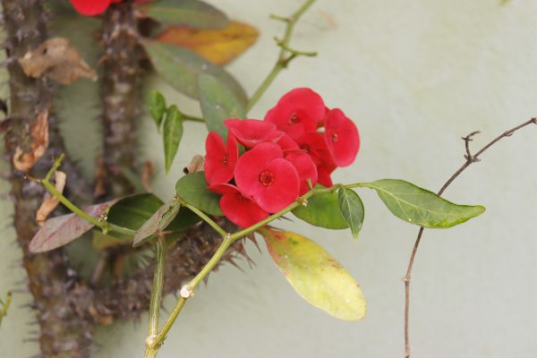 bunga,menanam,daun bunga,mawar,Crown of Thorns,terrestrial plant