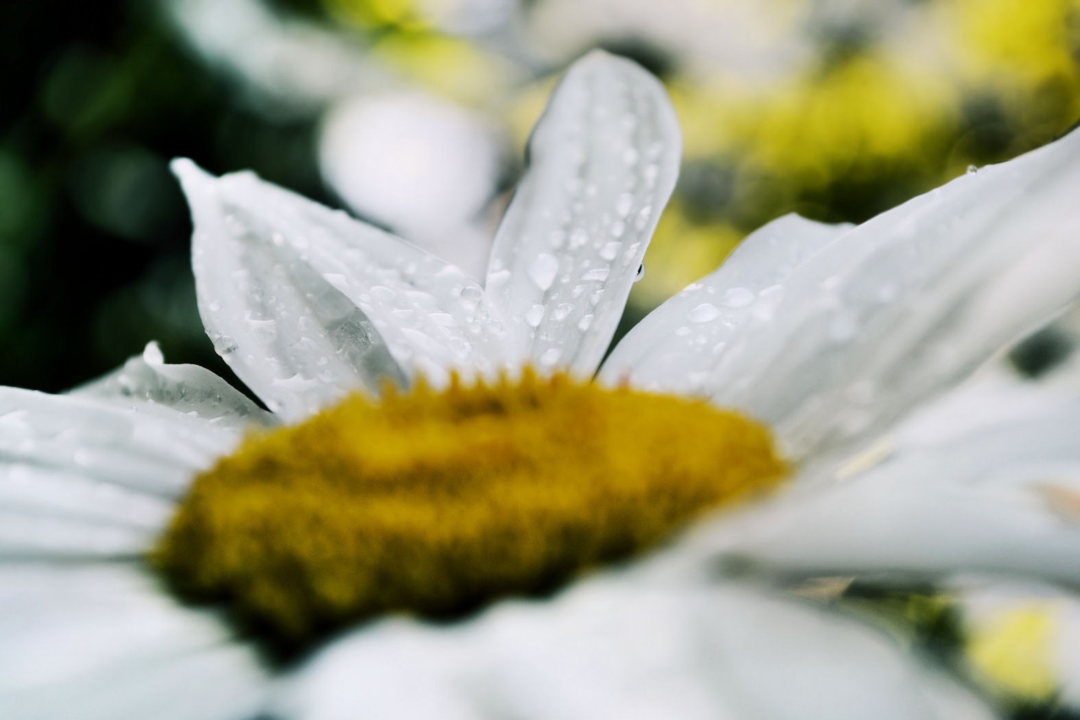 sollys, blomster, natur, tulipaner, regn, fotografering, insekt, gul, pollen, blomstre, vår, Tusenfryd, fersk, blad, blomst, anlegg, flora, petal, Wildflower, botanikk, landanlegg, blomstrende plante, nærbilde, makrofotografering, møll og sommerfugler