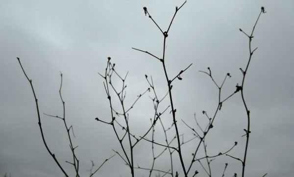 natuur,planten,tak,minimalisme,winter,Rusland