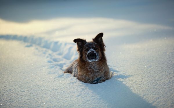 Tiere,Schnee,Winter,blau,Hund,Wetter