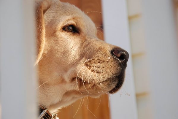 cachorro,pele,Bigodes,Labrador,Olhos,nariz