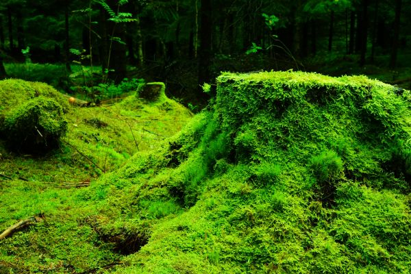 grass,tree stump,wood,moss