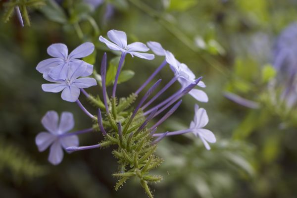 bloemen,natuur