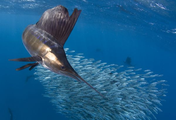 eau,ailette,fluide,sous-marin,Requiem Requin,Common dolphins