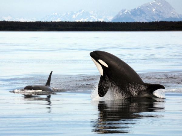 mer,eau,faune,animaux,baleine,Orca