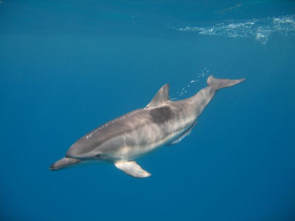 mer, eau, bleu, faune, sous-marin, créature