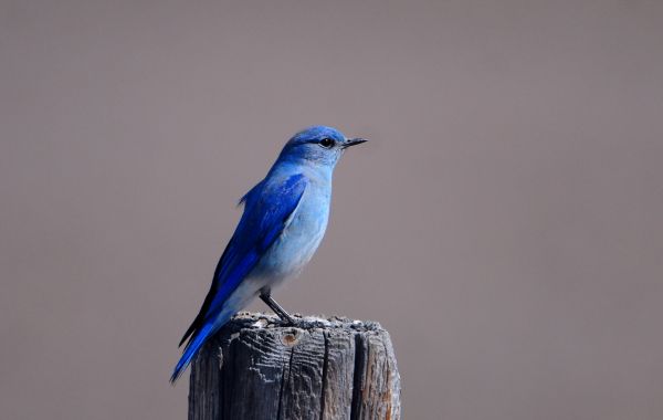 color,tree stump,blue bird,bird,sitting,wings