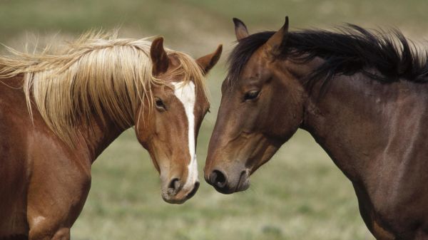 dieren,paard,Colt,weide,veulen,merrie