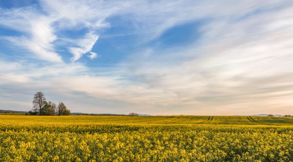 des arbres,paysage,colline,ciel,lumière du soleil,herbe