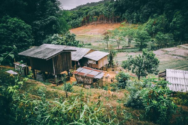 树木,森林,屋,村,农场,小屋