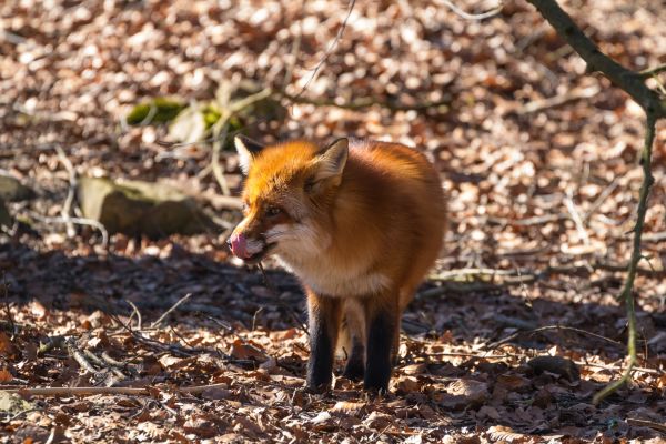 自然,野生動物,動物園,動物,狐,秋